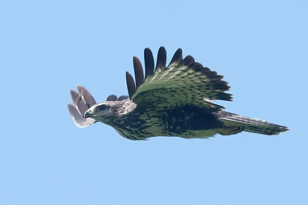 Buteo buteo Les Fourgs 20230907